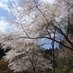 釜ｹ滝駐車場前の桜満開