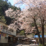 滝茶屋（たきちゃや）前の桜